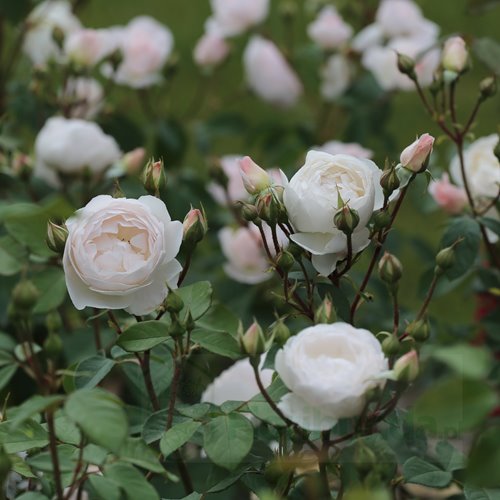 Desdemona (Auskindling)