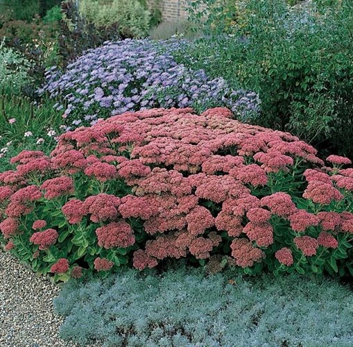 Rozchodnik "Autumn Joy"
