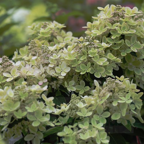 Hortensja bukietowa "Pastel Green"