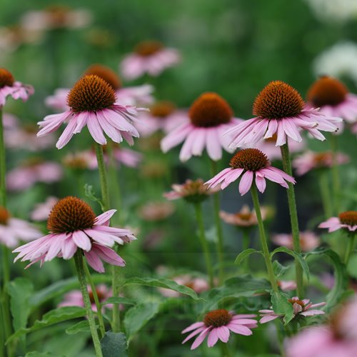 Jeżówka purpurowa "Skipper Pink"