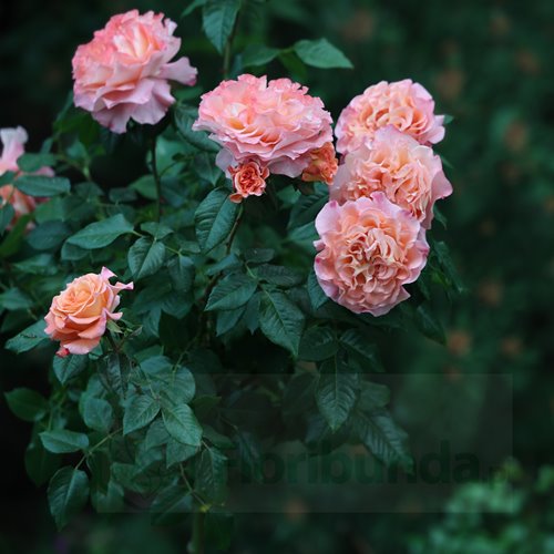Augusta Luise PIENNA