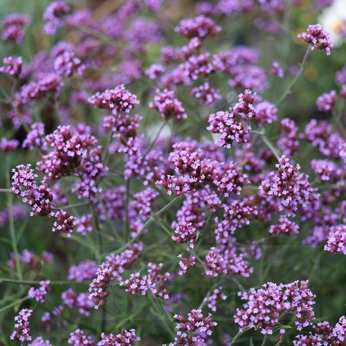 Verbena "Lolipop"