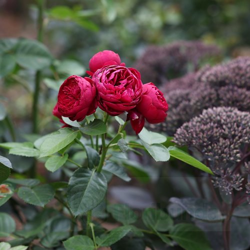 Royal Piano® DONICZKA