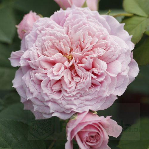 William Christie (Maswicri) DONICZKA