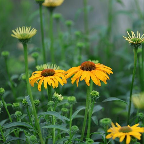 Jeżówka purpurowa 'Skipper Honey'