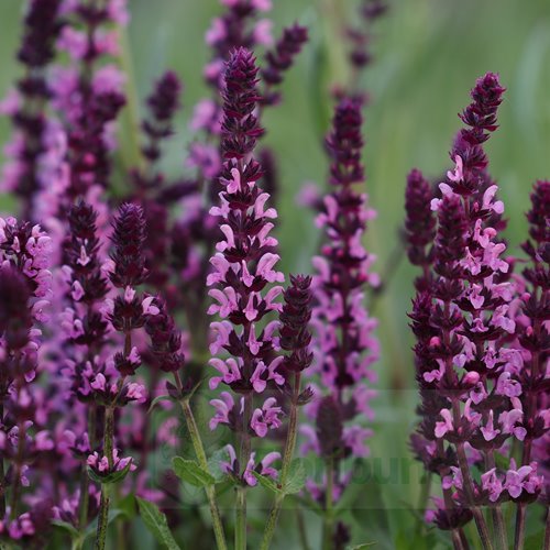 Szałwia "Edula Rose"