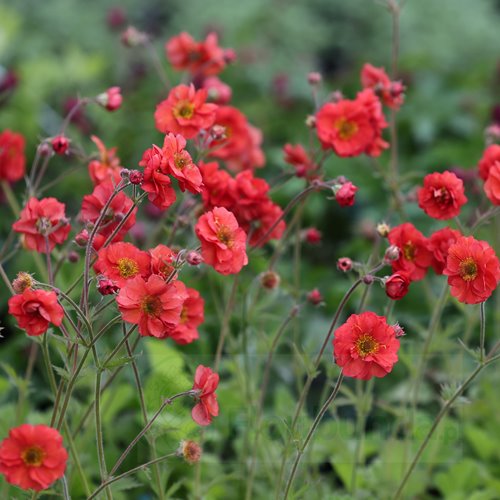 Kuklik "Grande Rosso"