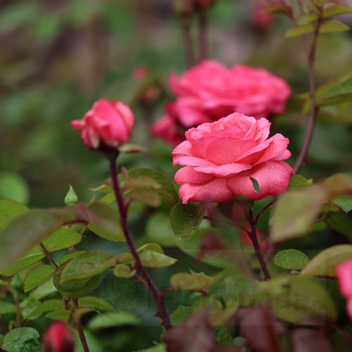 Aachener Dom/ Pink Panther