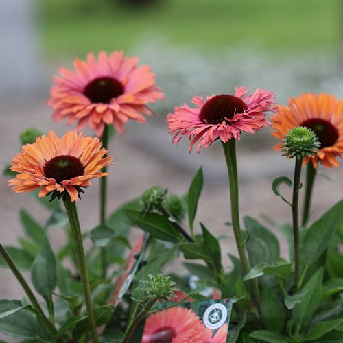 Jeżówka SUNSEEKERS 'Rainbow'