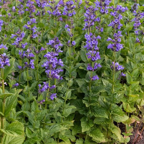 Kocimiętka  " Blue Planet"