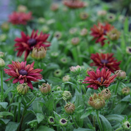 Rudbekia "Flamenco True Red"