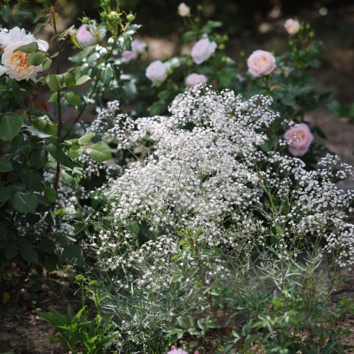 gipsówka 'Festival White Flare'