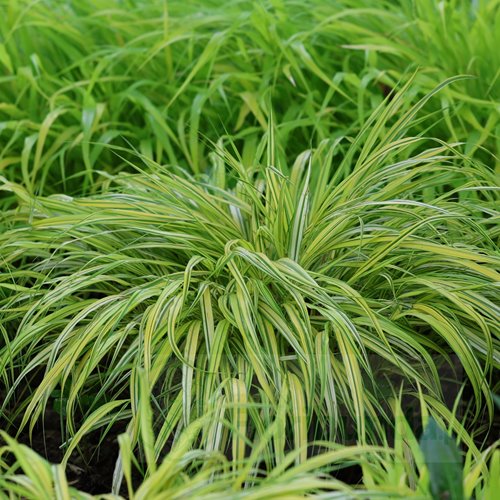 Hakonechloa macra "Aureola"