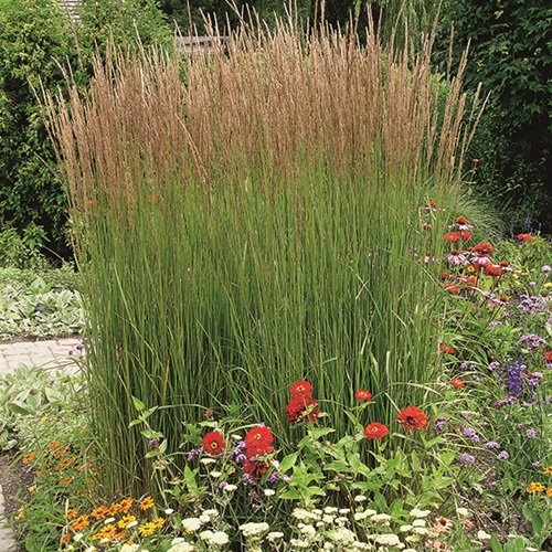 Trzcinnik "Karl foerster"