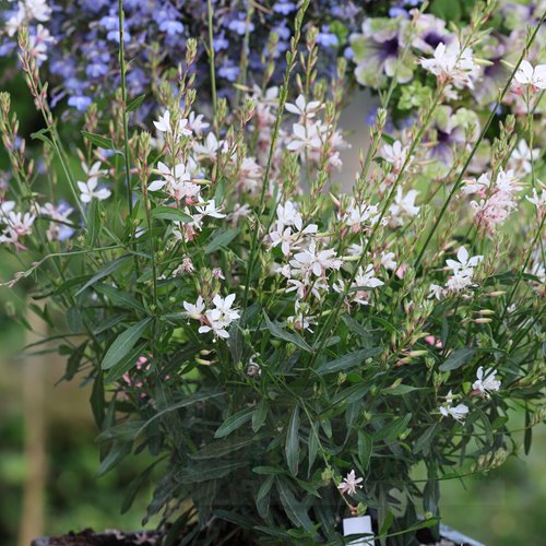 Gaura lindheimeri "GRACEFUL WHITE"