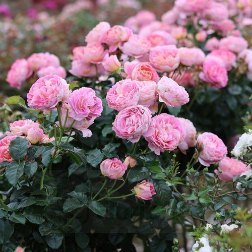 Wislawa Szymborska PIENNA