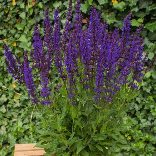 Szałwia "Night Field"