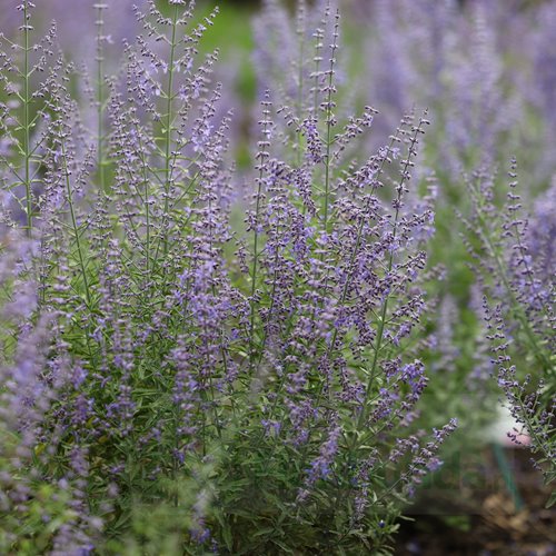 perowskia łobodolistna"Lacey Blue"