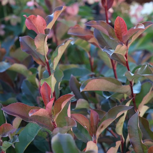 Głogownik "Camilvy"