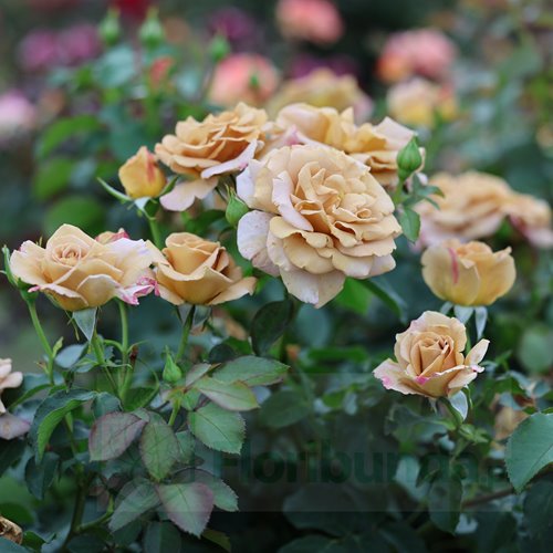 Honey Dijon (WEKsproulses)