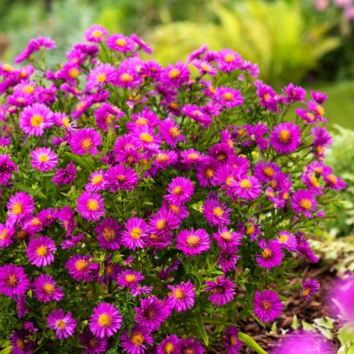 aster dumosus "Jenny"