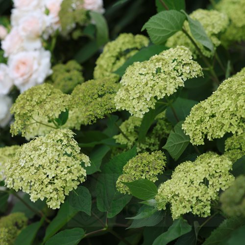 Hortensja krzewiasta Lime Rickey