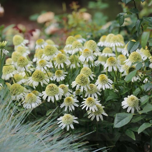 jeżówka  "Delicious Nougat"