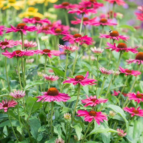 Jeżówka "Pow Wow Wild Berry"