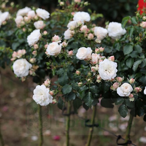 Kastelruther Spatzen PIENNA