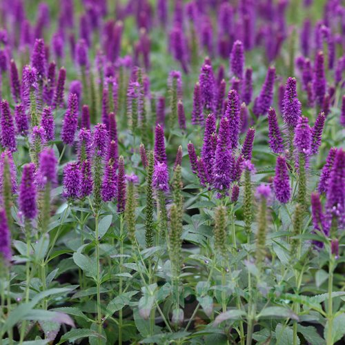 Przetacznik  Lancita "Purple"