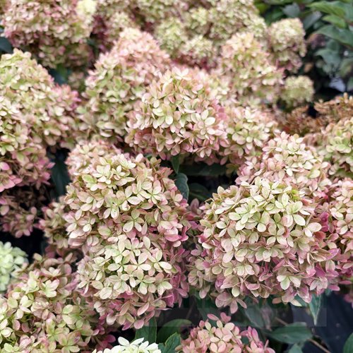 Hortensja bukietowa Living Little Love – kompaktowa hortensja do donicy