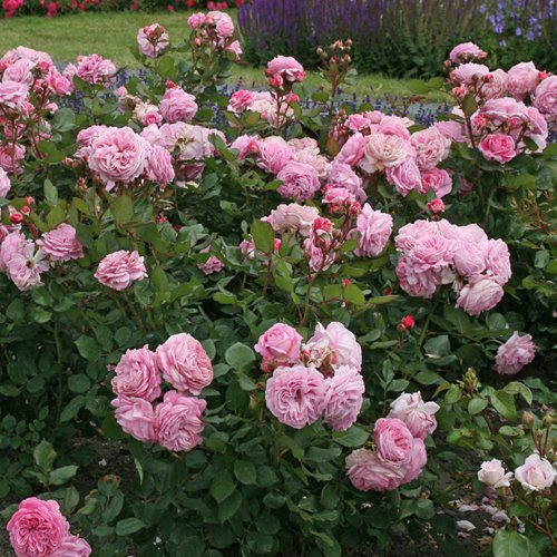 Rosengrafin Marie Henriette®