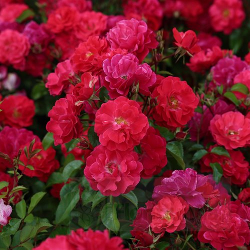 Heidefeuer  (Red Flower Carpet)
