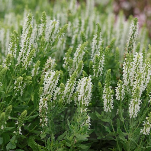 Szałwia omszona  'Sensation White'