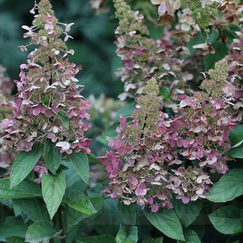 Hortensja bukietowa "Pinky Winky"