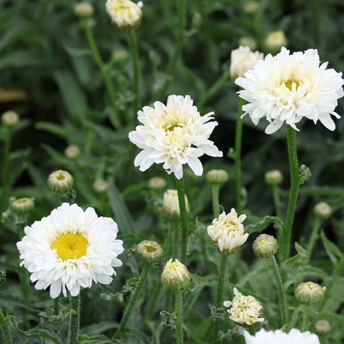 Złocień  "Victorian Secret"