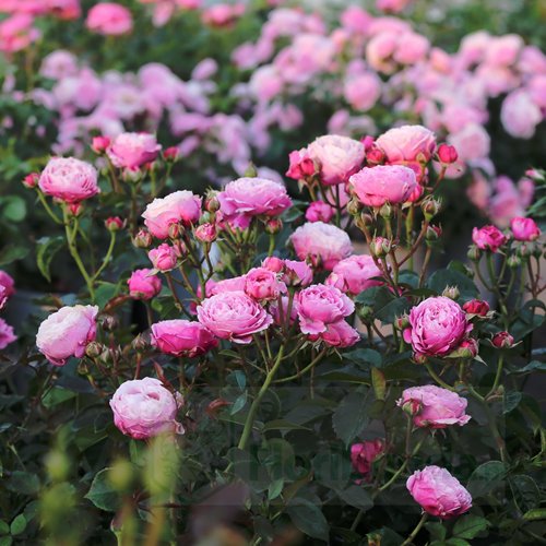 Cupcake Flower Circus DONICZKA