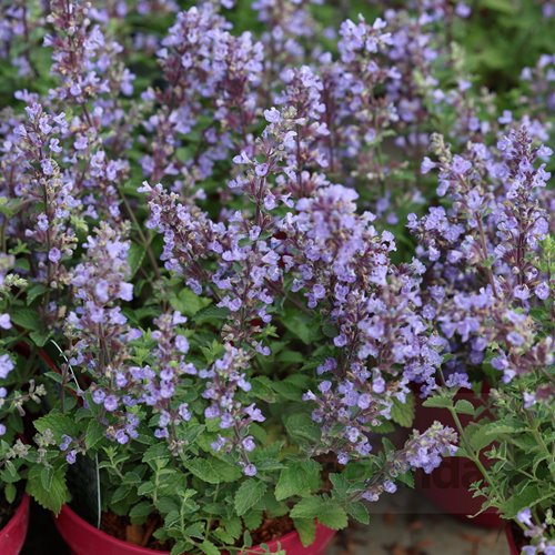 Kocimiętka żyłkowana "Purrsian Blue"