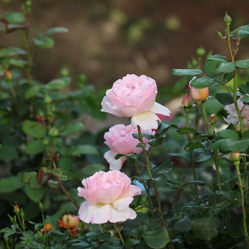 Princesse Charlene de Monaco