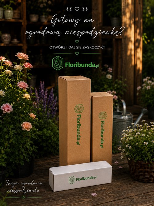 Paczka Niespodzianka Floribunda – róże z gołym korzeniem