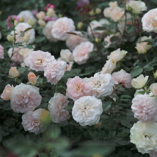 Matthias Claudius  Rose