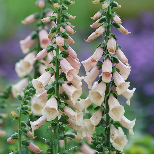 naparstnica "Dalmatian Peach"