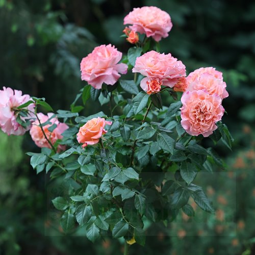 Augusta Luise PIENNA