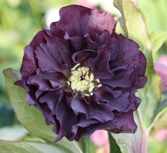 Ciemiernik "Double Ellen Purple"