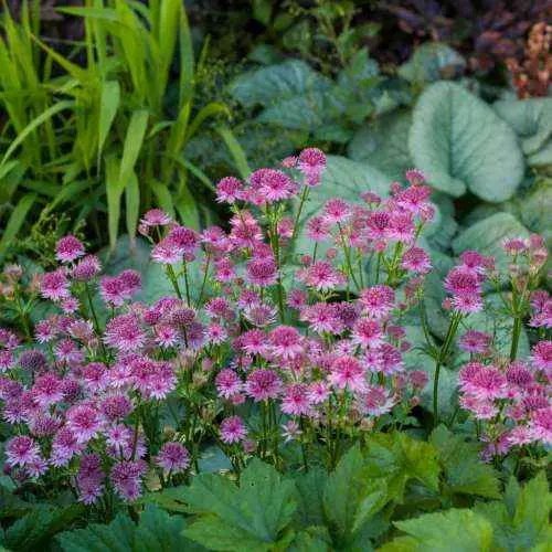 Jarzmianka Większa "Roma"