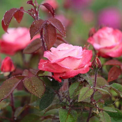 Nostalgie (Taneiglat)