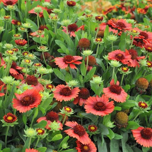 Gailardia SpinTop™ Red