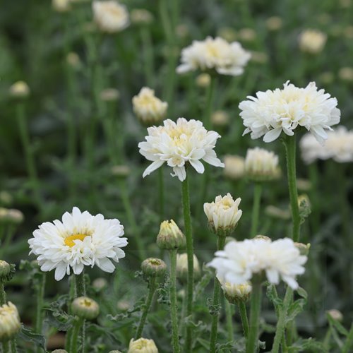 Złocień  "Victorian Secret"