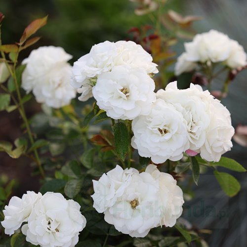 Iceberg Flower Circus DONICZKA