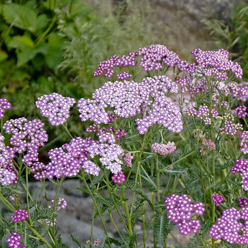 Krwawnik "Lilac Beauty"
